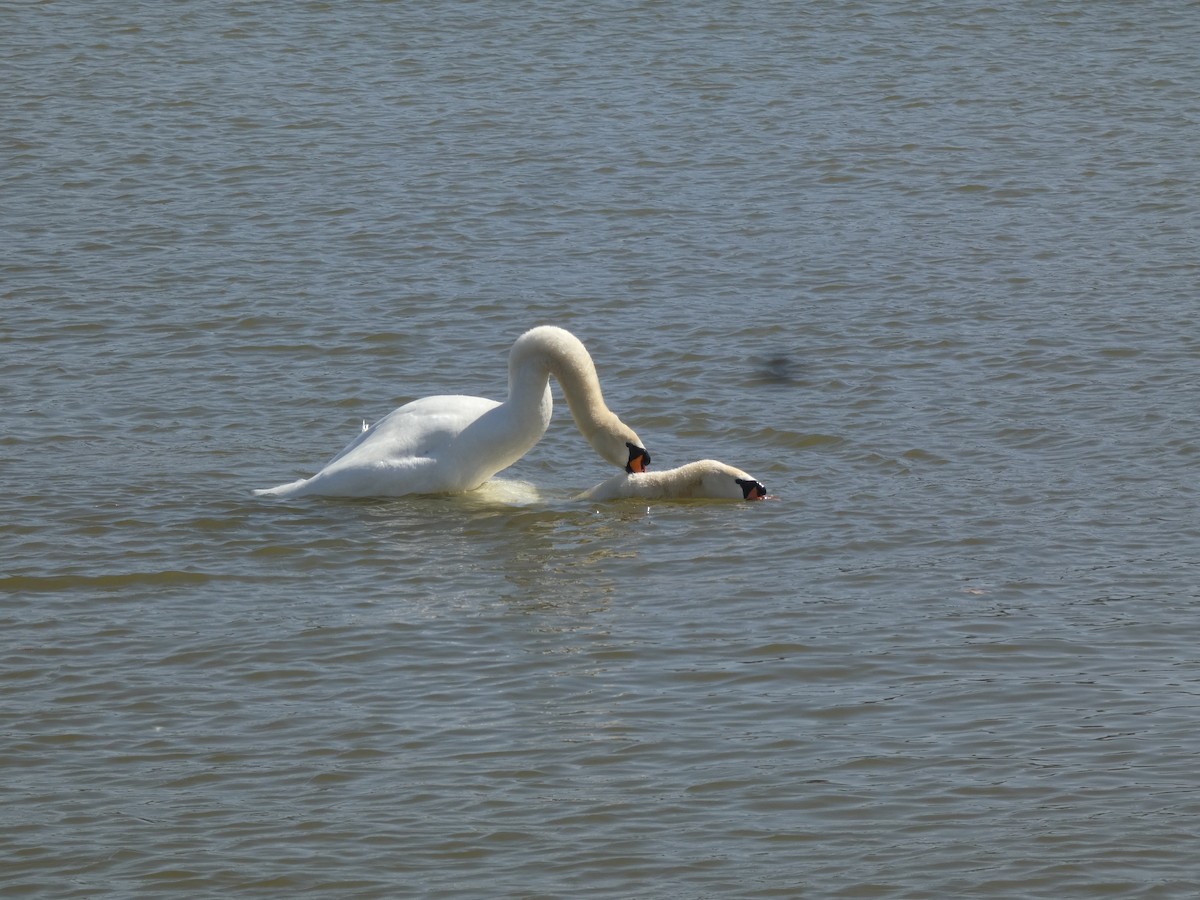 Cygne tuberculé - ML620504729