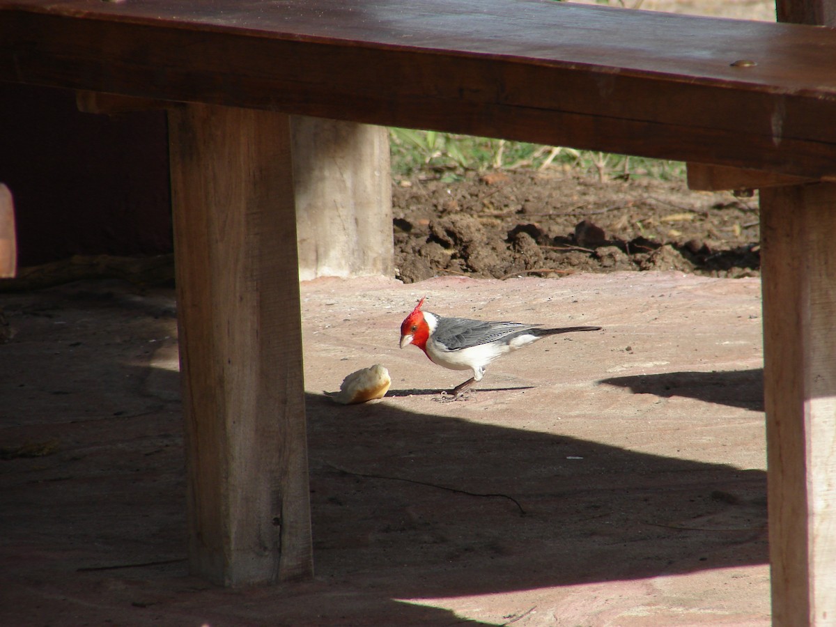 Red-crested Cardinal - ML620504731