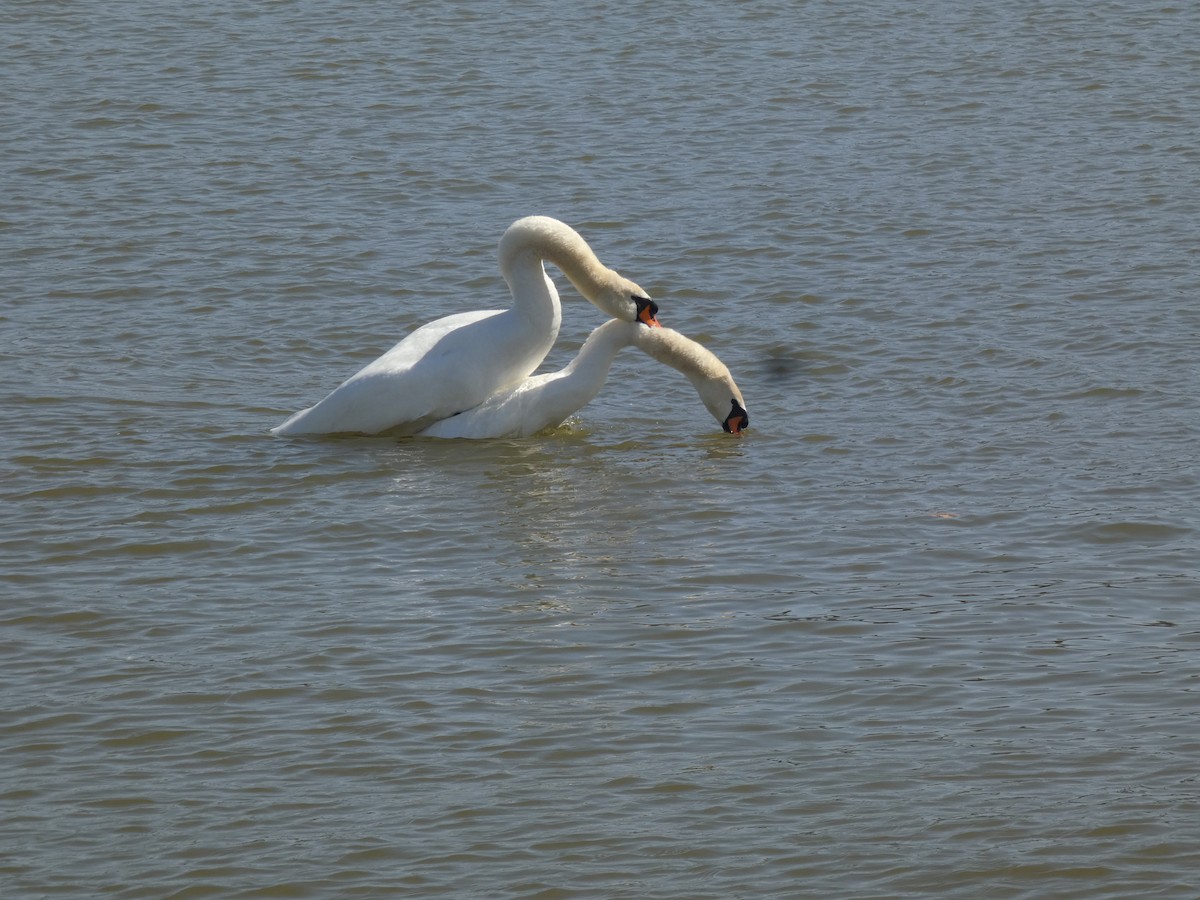 Cygne tuberculé - ML620504732