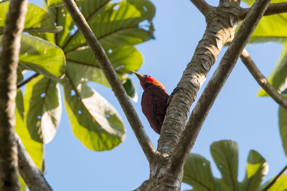 Chestnut-colored Woodpecker - ML620504739