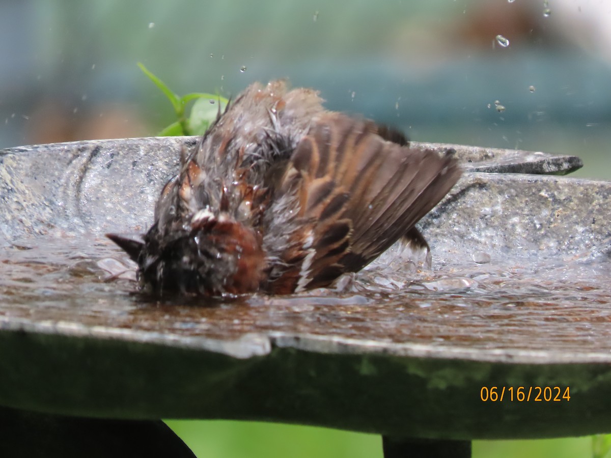 Moineau domestique - ML620504741