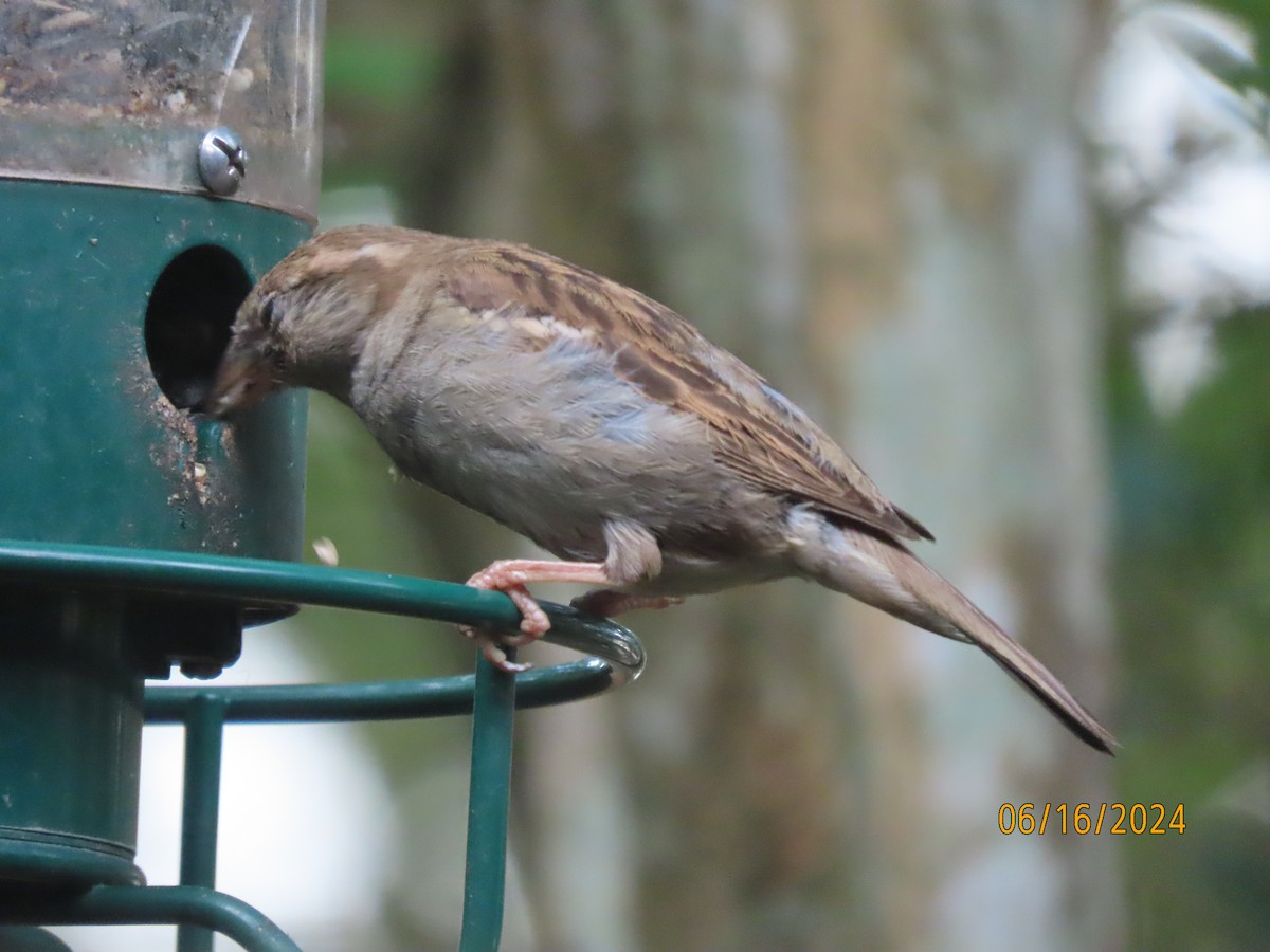 Moineau domestique - ML620504743