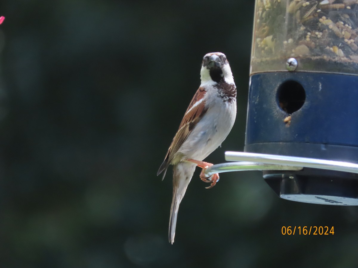 Moineau domestique - ML620504744