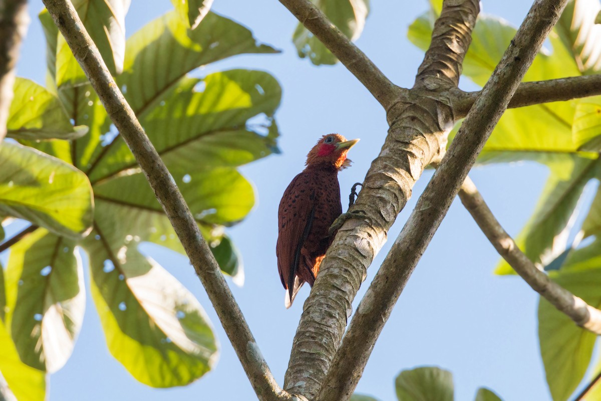 Chestnut-colored Woodpecker - ML620504746