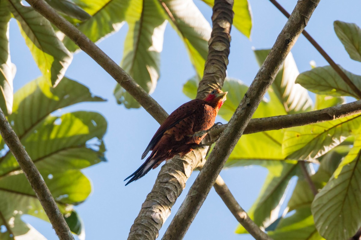 Chestnut-colored Woodpecker - ML620504748