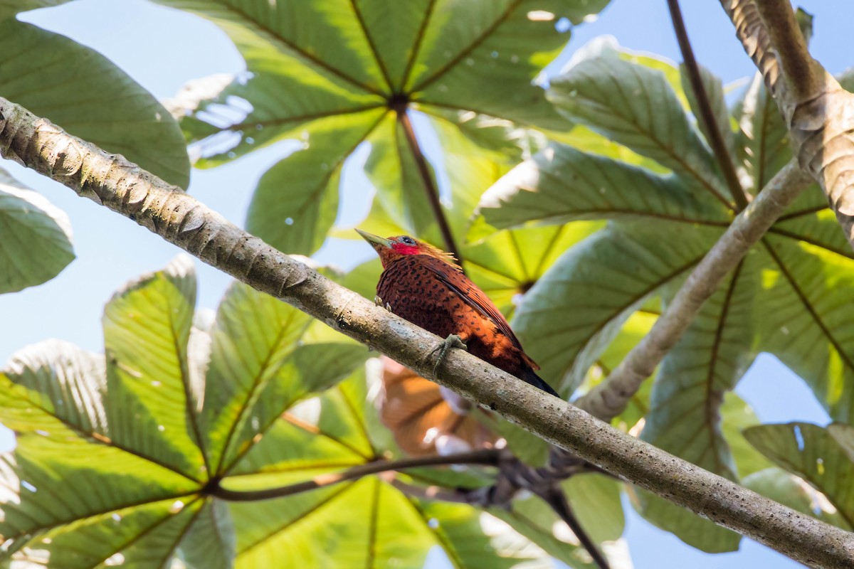 Chestnut-colored Woodpecker - ML620504752