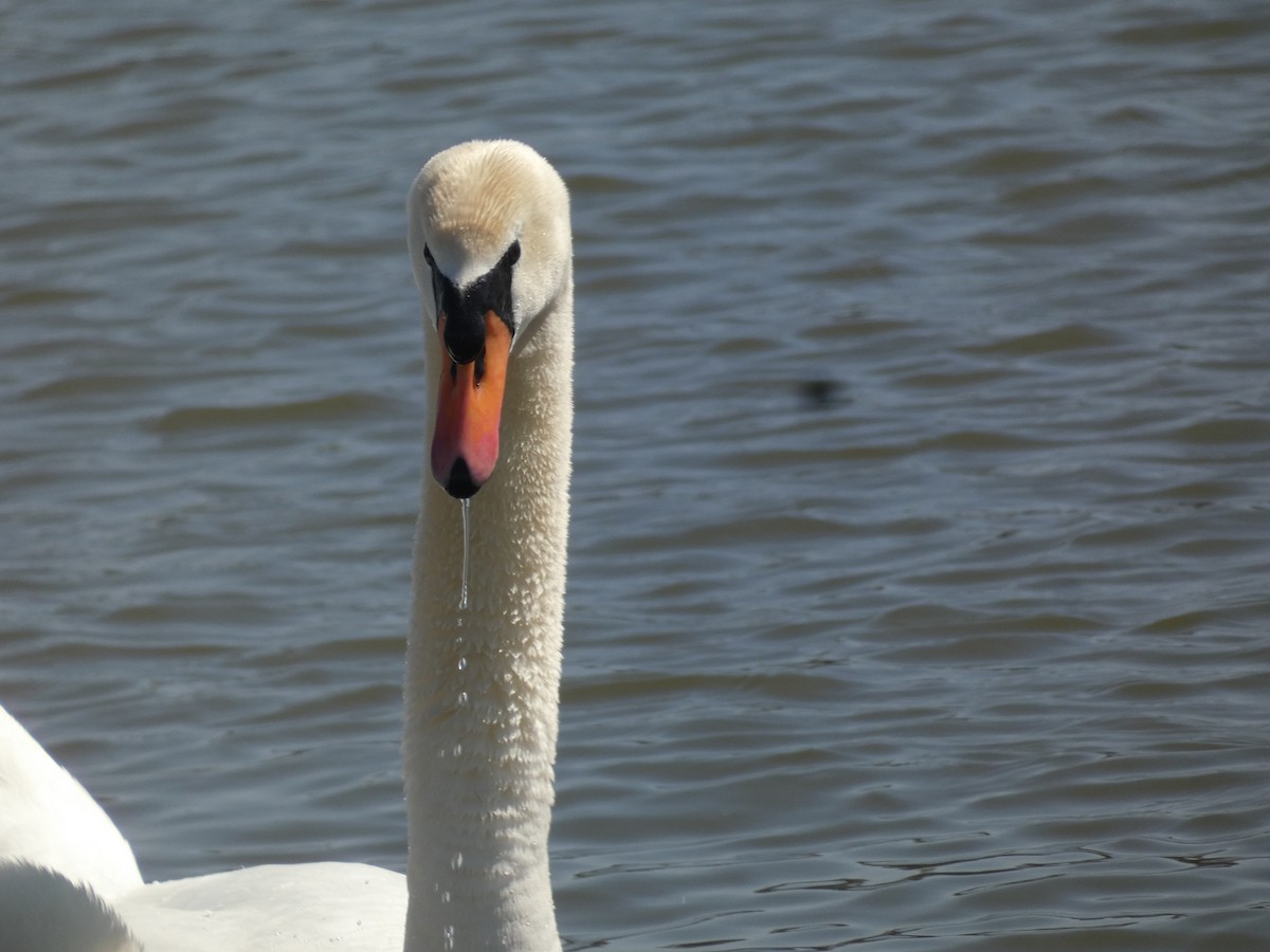 Cygne tuberculé - ML620504753