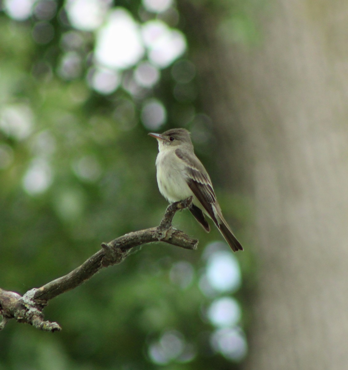 Eastern Wood-Pewee - ML620504755