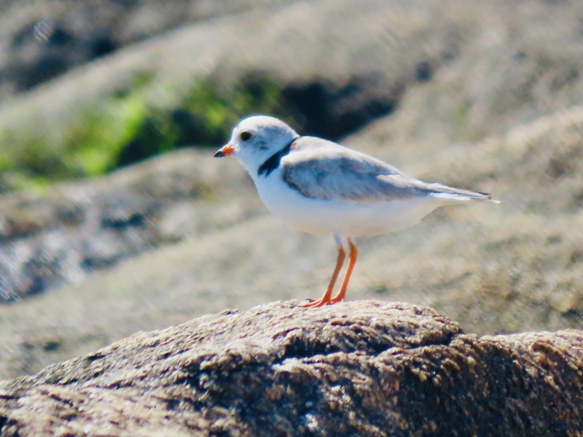 Piping Plover - ML620504756