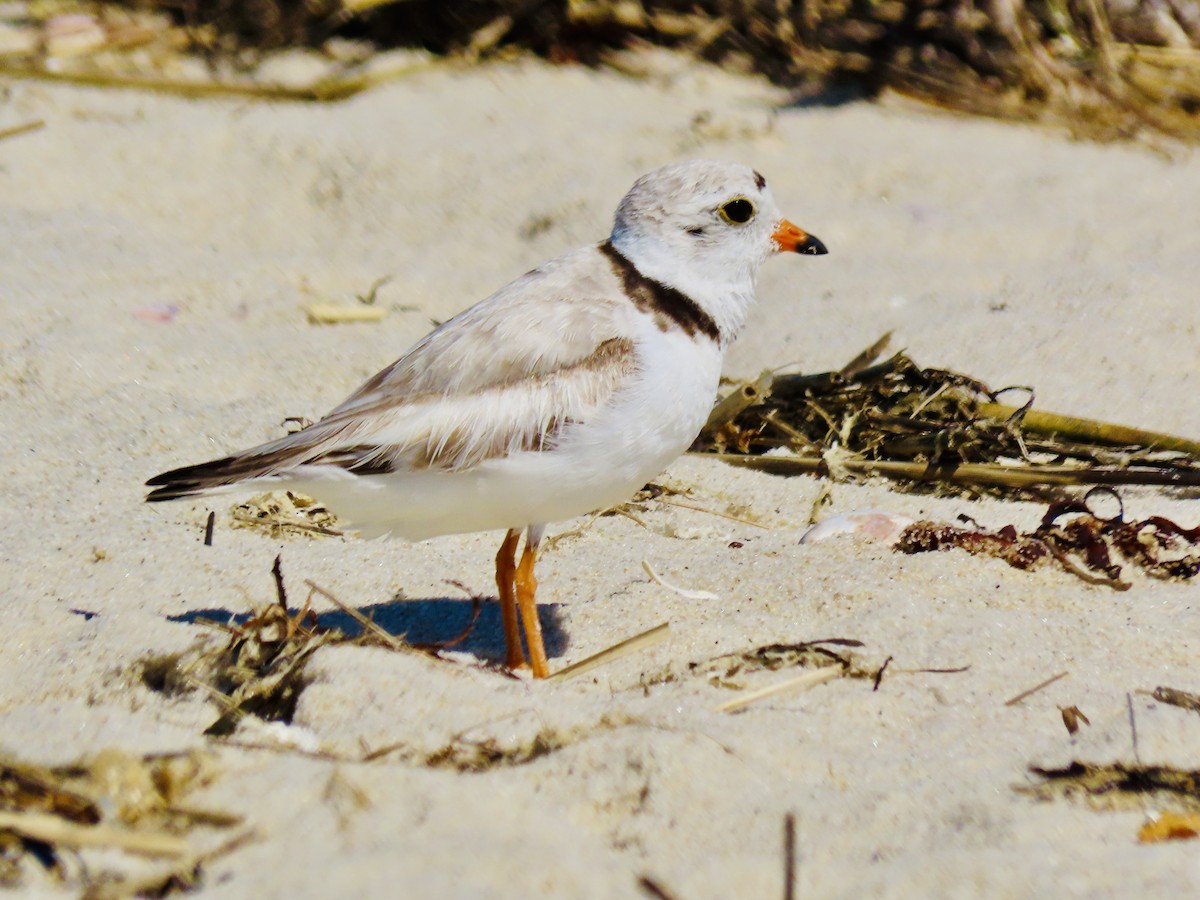Piping Plover - ML620504757
