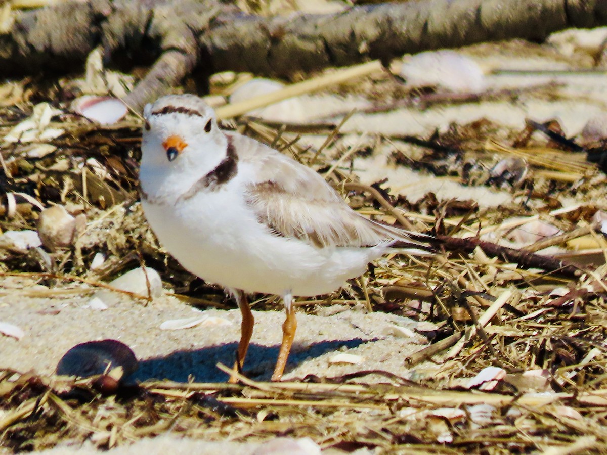 Piping Plover - ML620504758