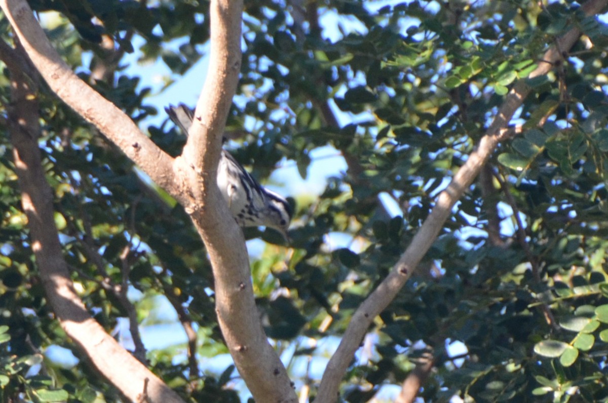 Black-and-white Warbler - ML620504760