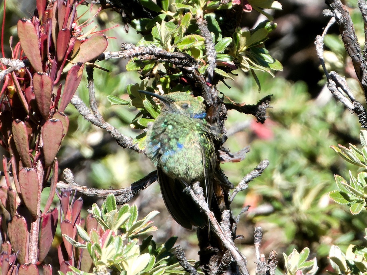 fiolørekolibri - ML620504769