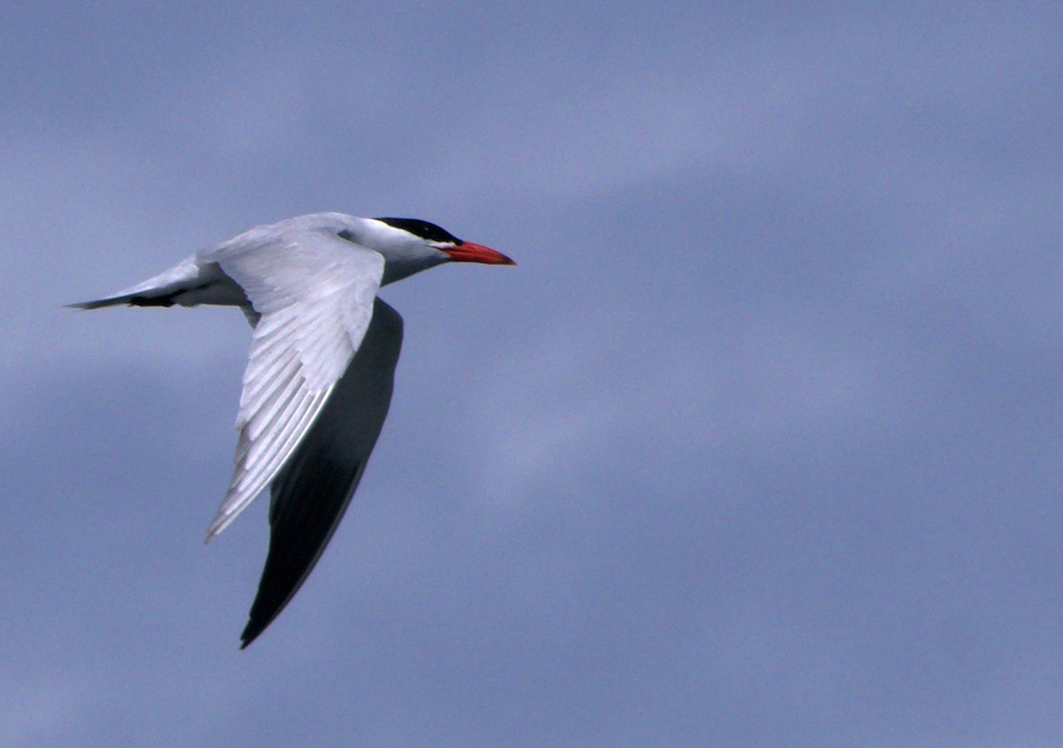 Caspian Tern - ML620504770