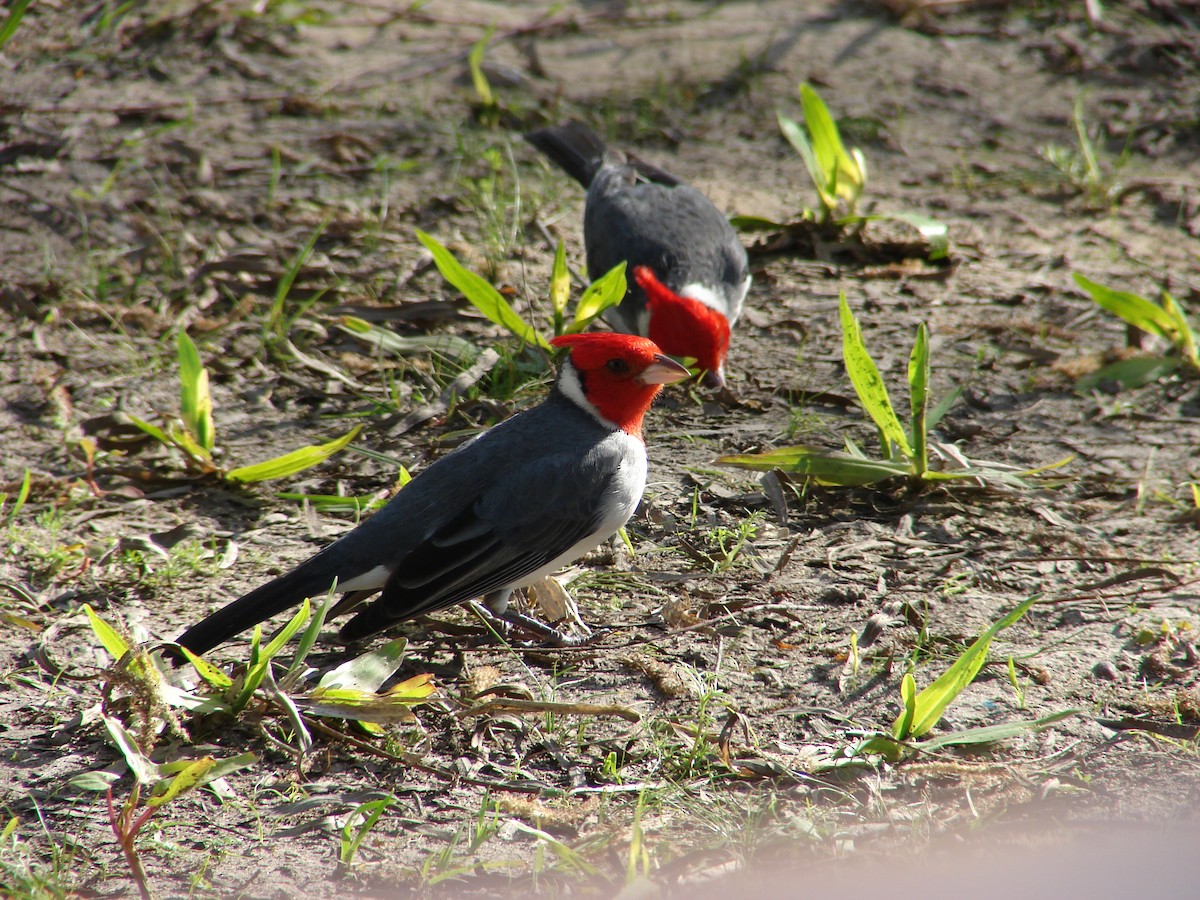 Red-crested Cardinal - ML620504771