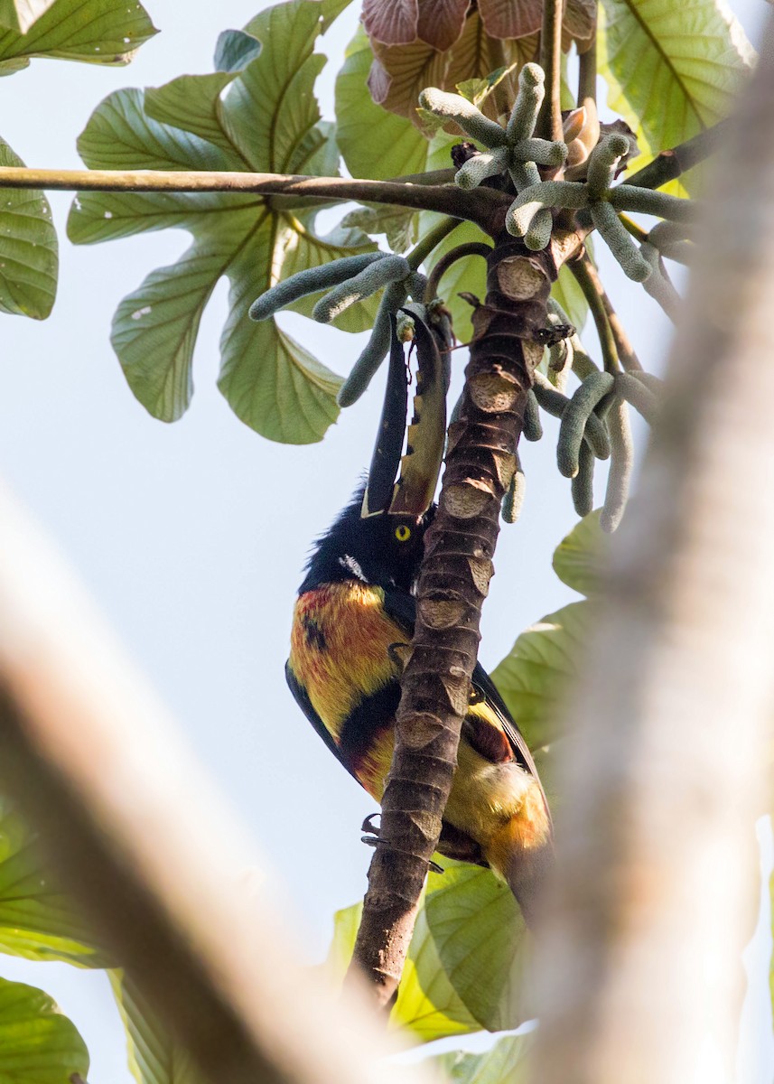 Collared Aracari - ML620504773