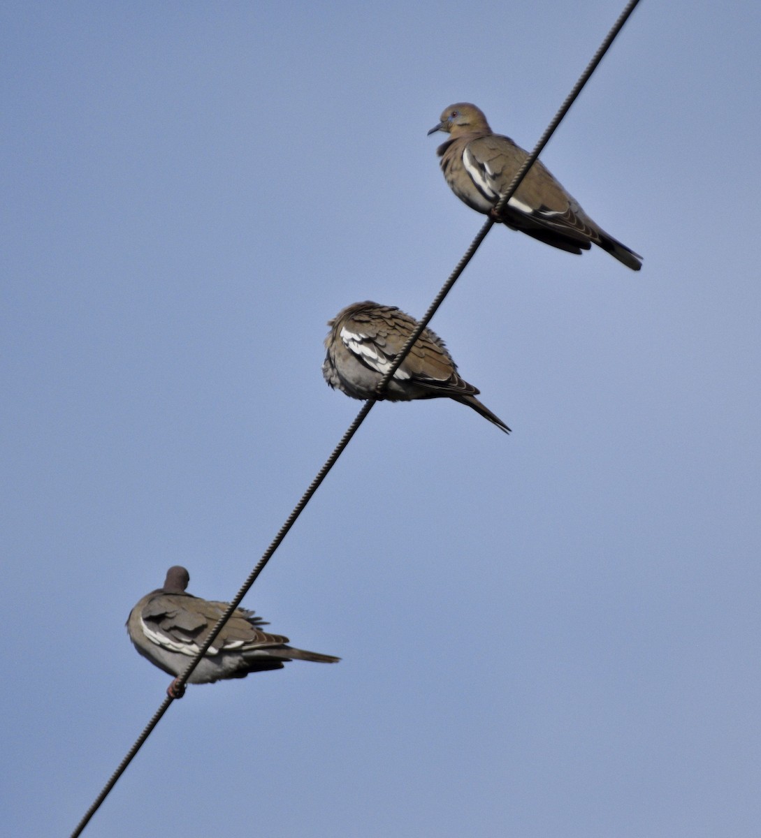 White-winged Dove - ML620504776