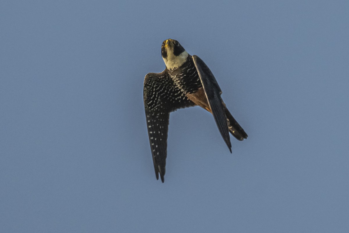 Bat Falcon - ML620504779