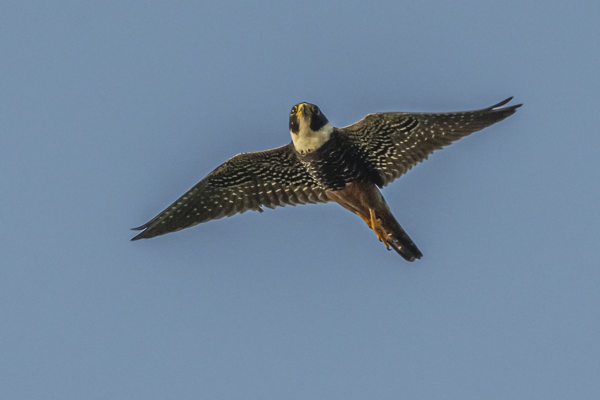 Bat Falcon - ML620504781