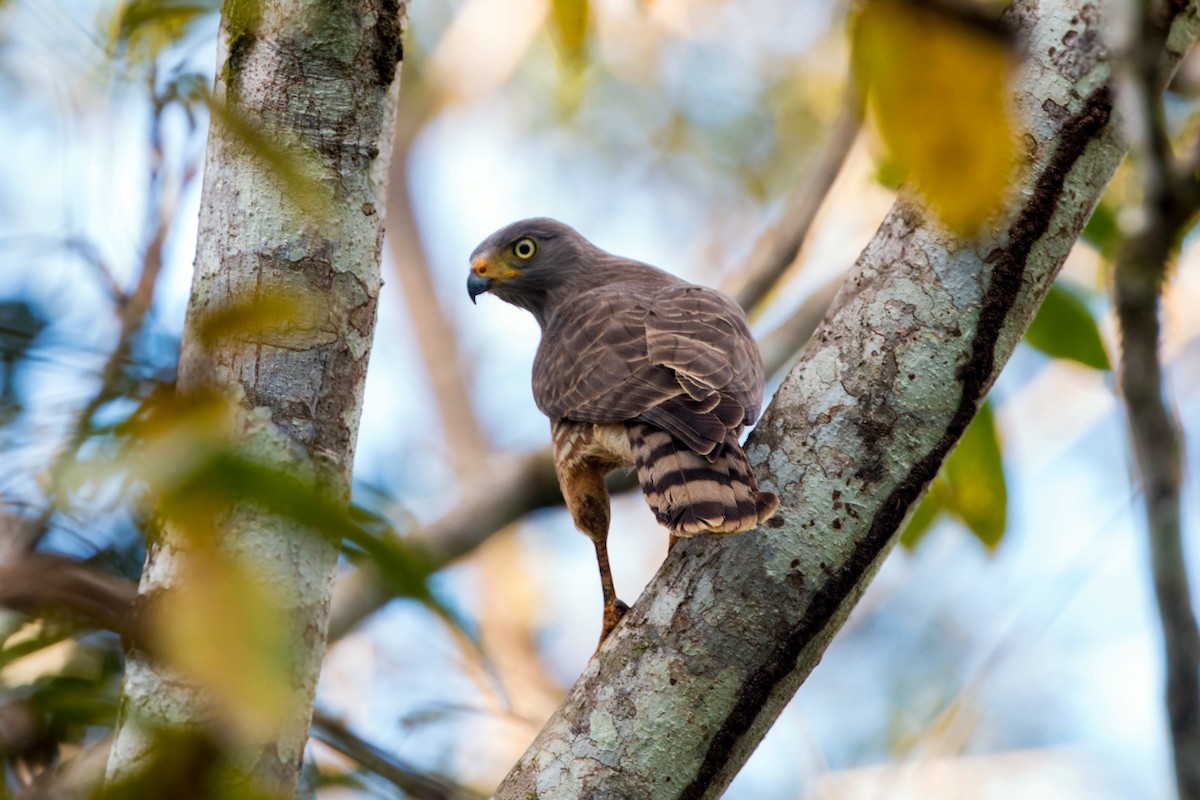 Wegebussard - ML620504782