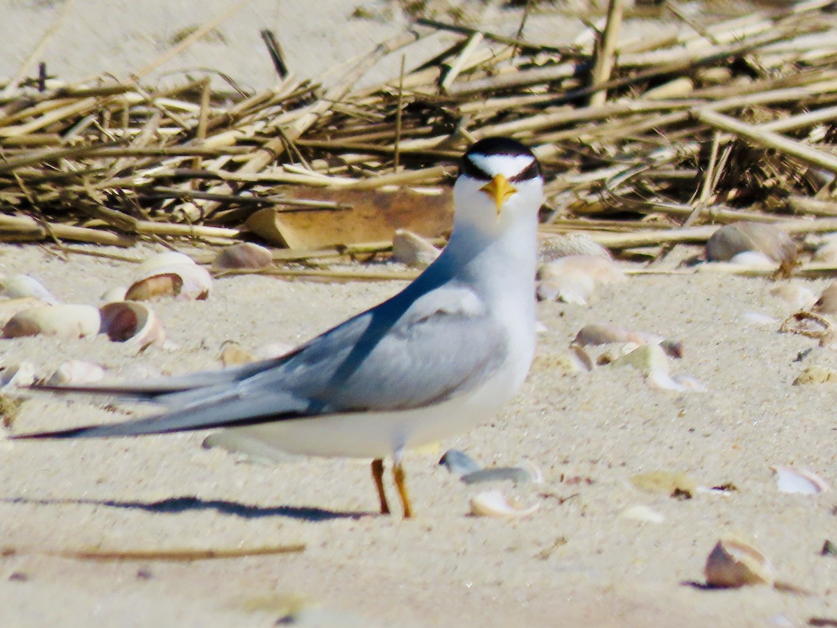 Least Tern - ML620504791