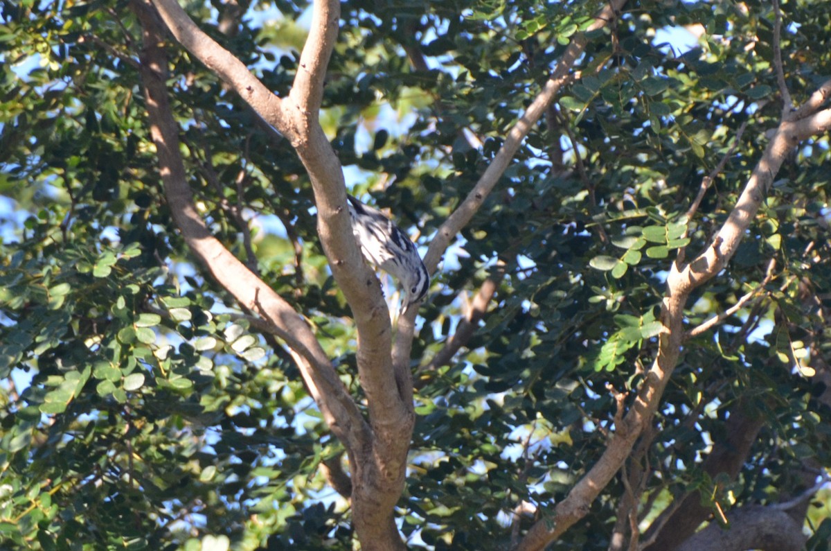 Black-and-white Warbler - ML620504794