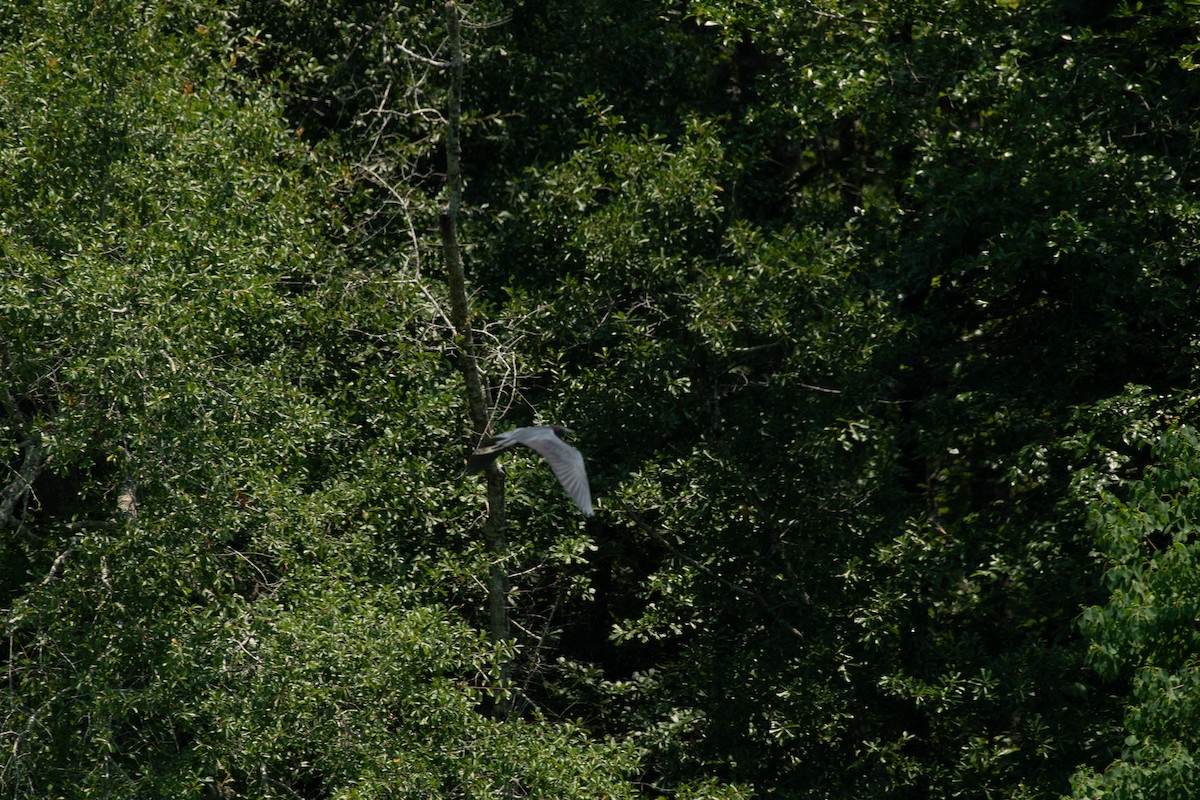 Little Blue Heron - ML620504796