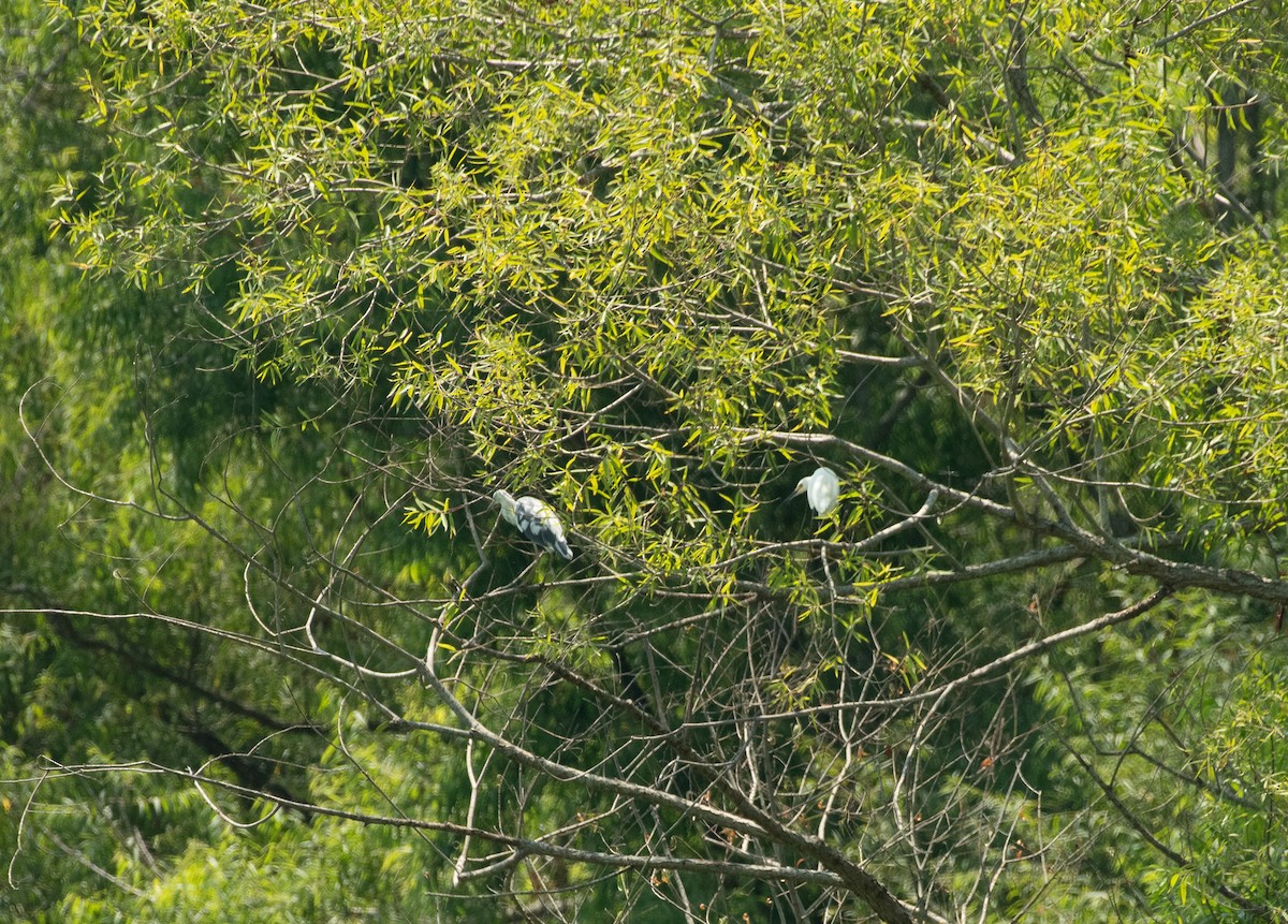 Little Blue Heron - ML620504798