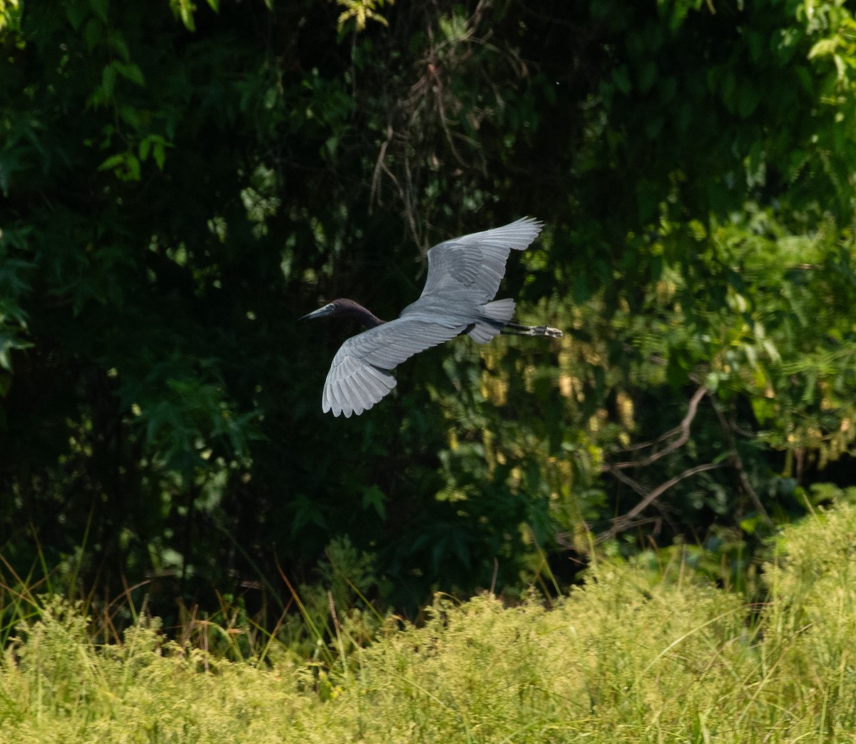 Little Blue Heron - ML620504799