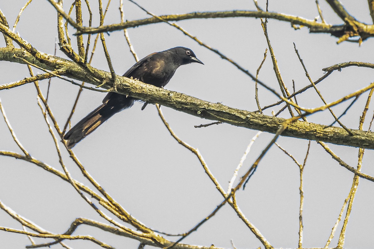 Red-rumped Cacique - ML620504803