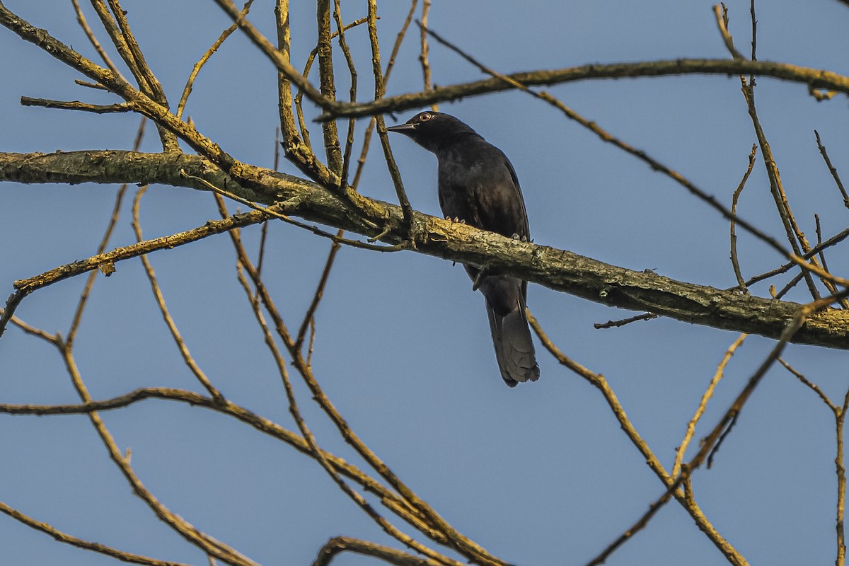 Red-rumped Cacique - ML620504806