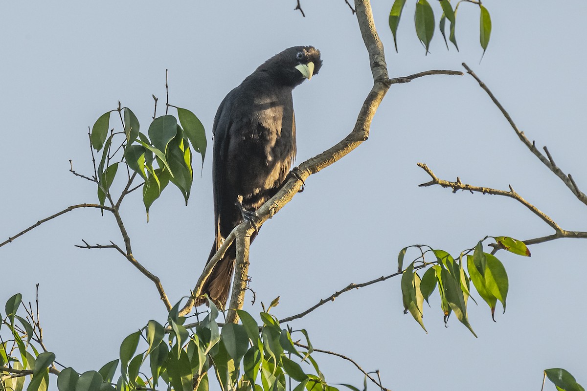 Red-rumped Cacique - ML620504807