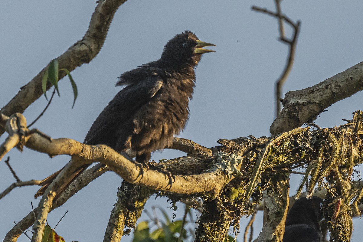 Red-rumped Cacique - ML620504810