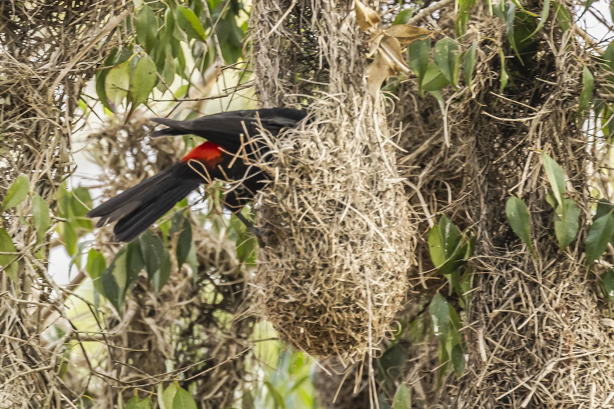 Red-rumped Cacique - ML620504812