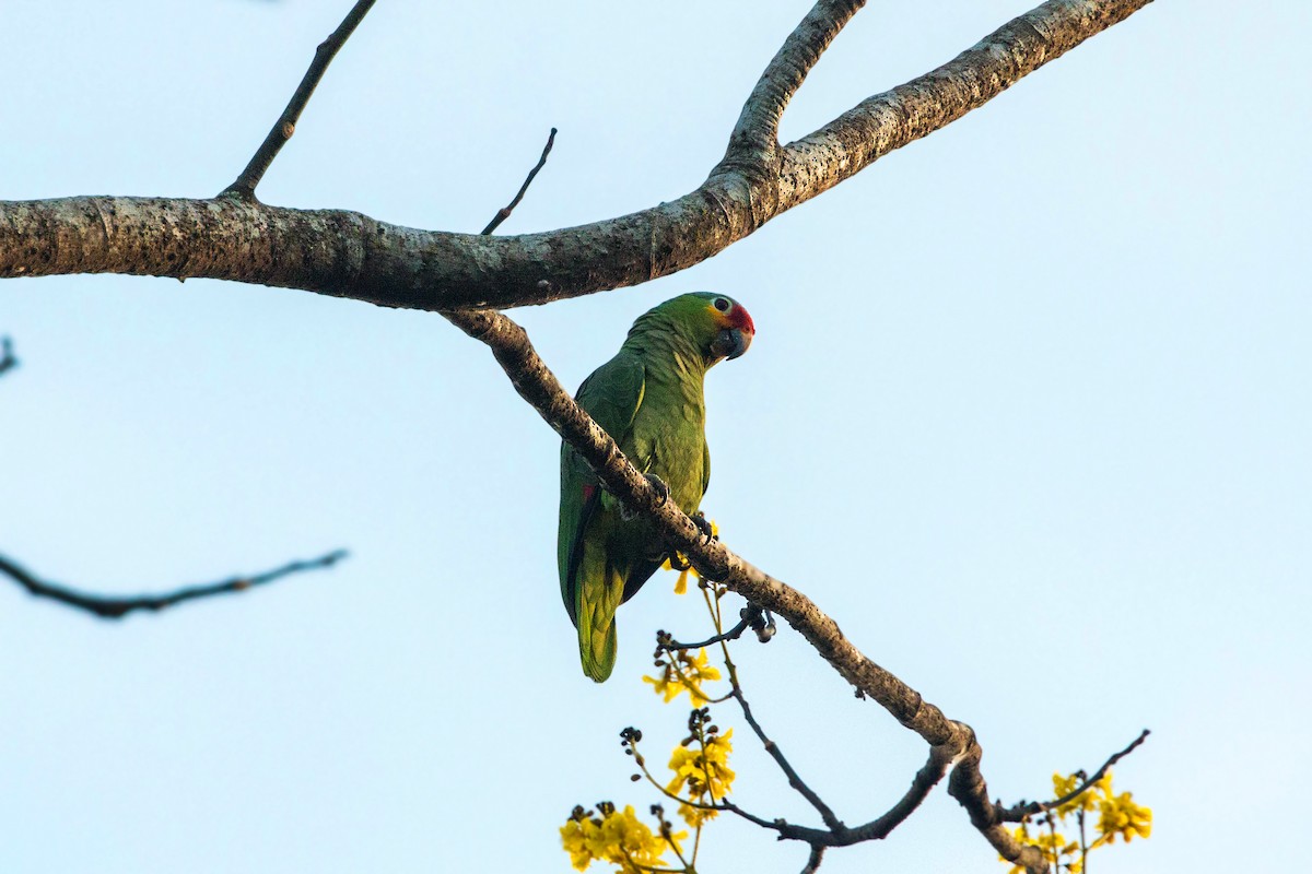 キホオボウシインコ - ML620504813