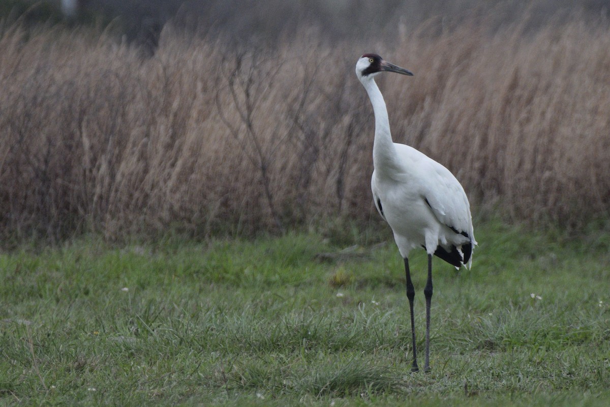 Whooping Crane - ML620504815