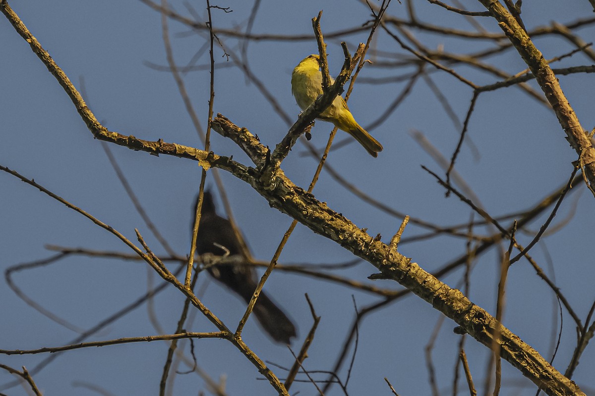 Saffron Finch - ML620504822