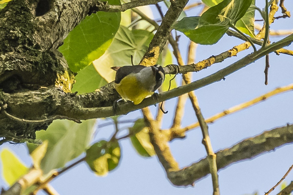 Sucrier à ventre jaune - ML620504829