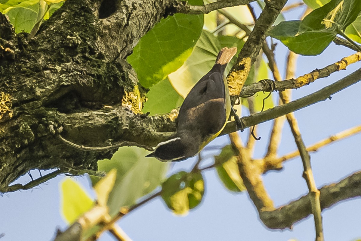 Bananaquit - ML620504830