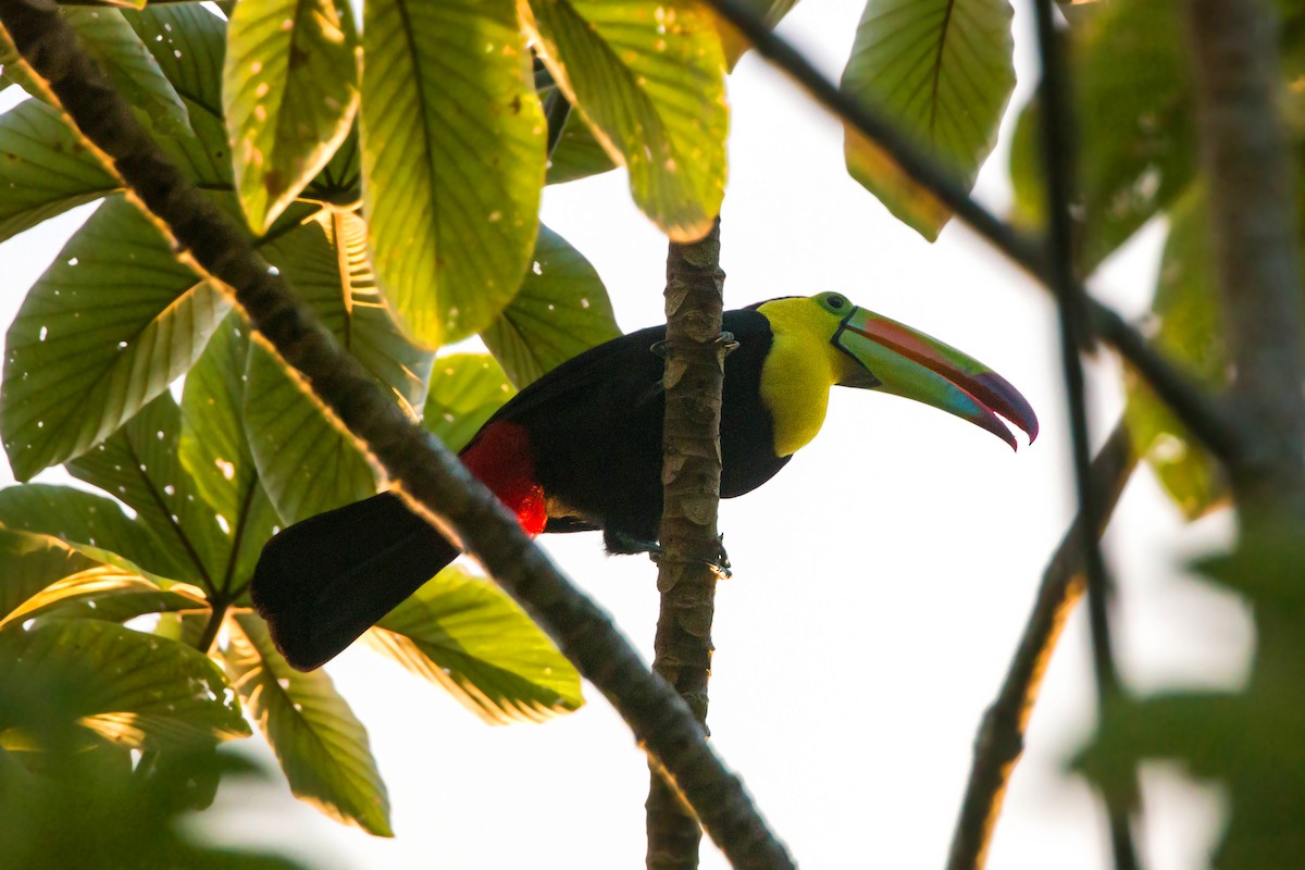 Toucan à carène - ML620504837