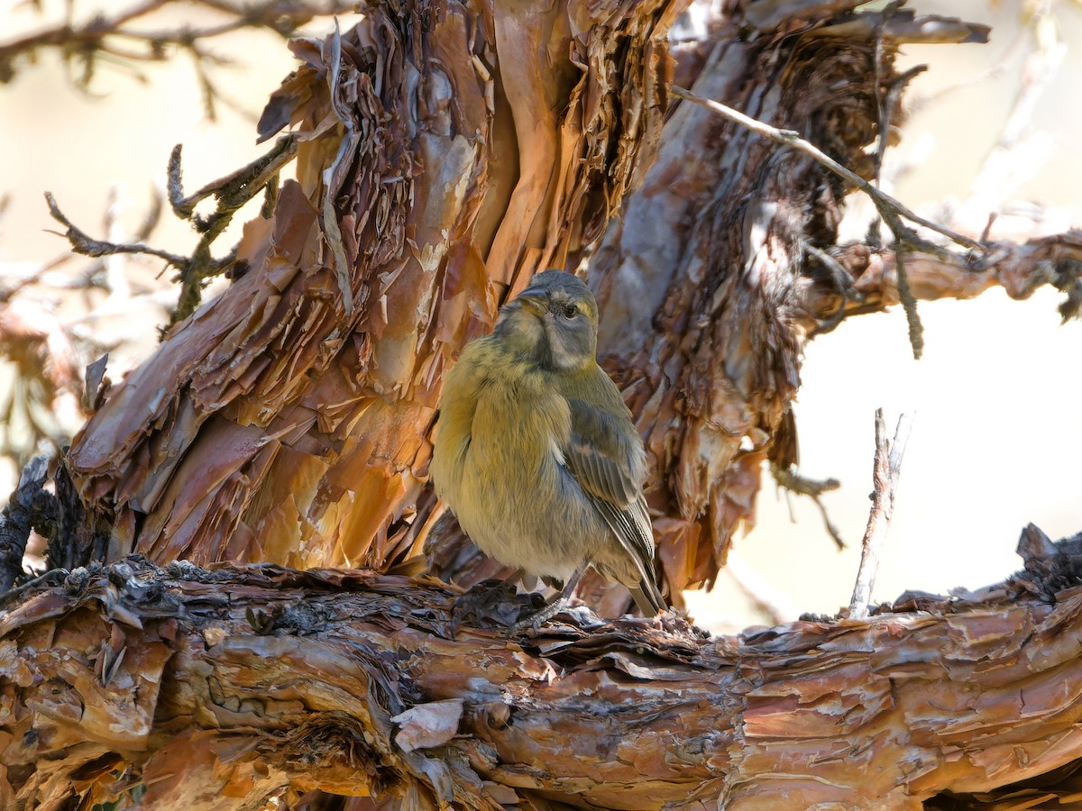 Peruvian Sierra Finch - ML620504838