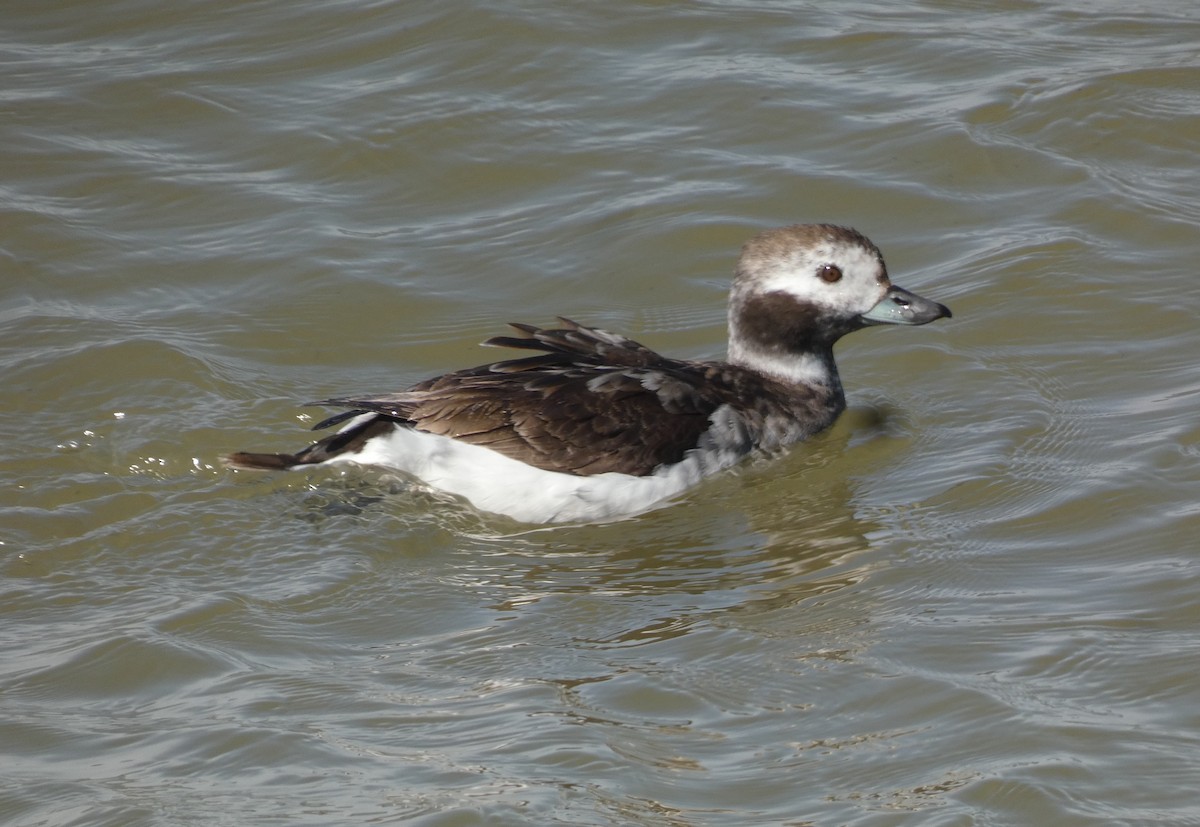 Long-tailed Duck - ML620504842