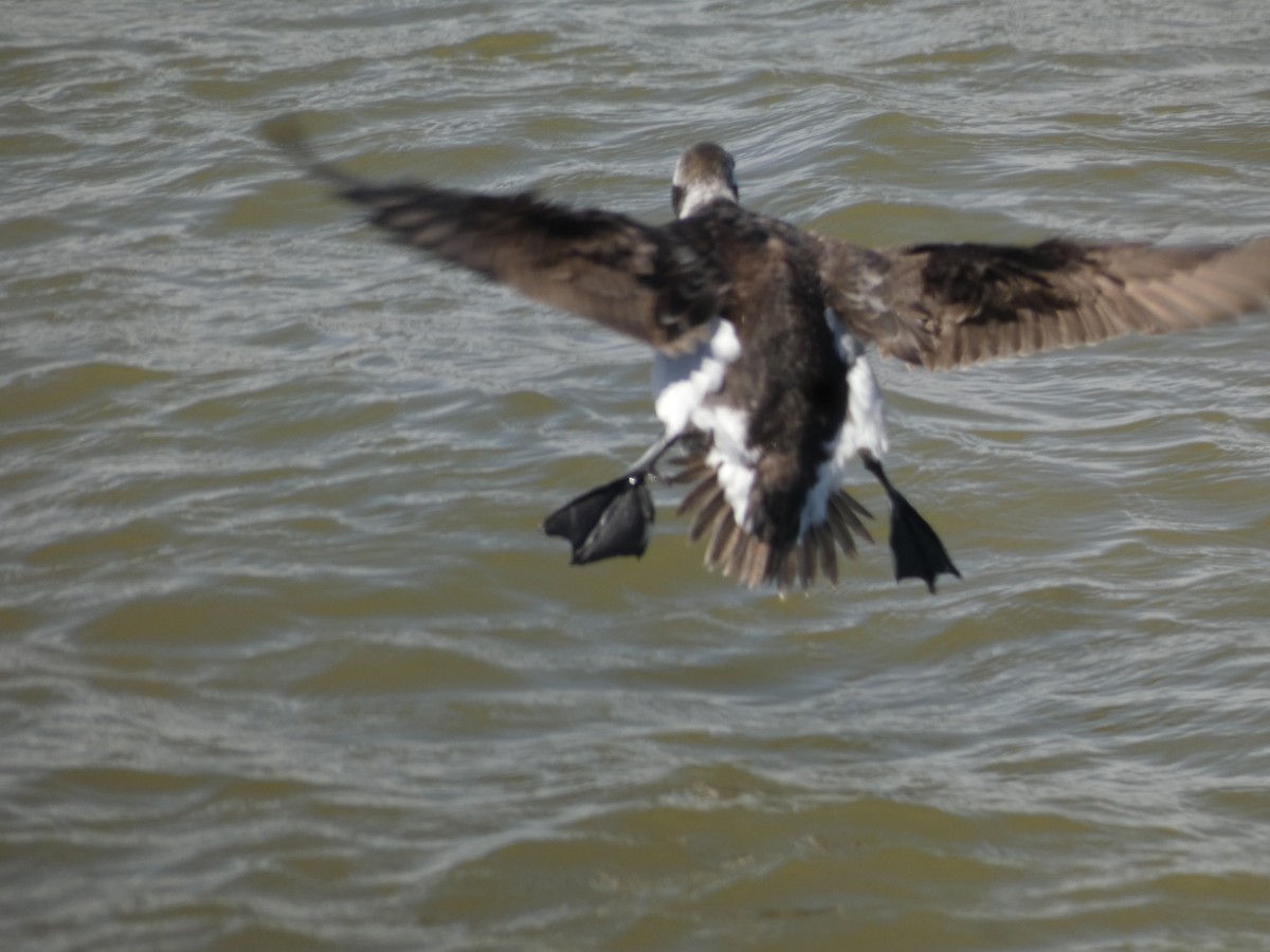 Long-tailed Duck - ML620504843