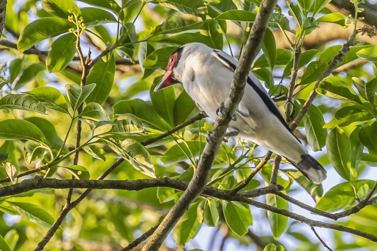 Black-tailed Tityra - ML620504846