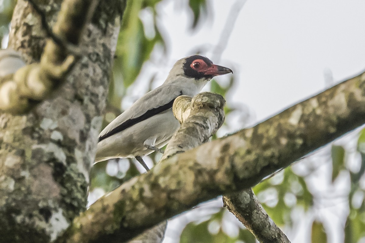 Black-tailed Tityra - ML620504847