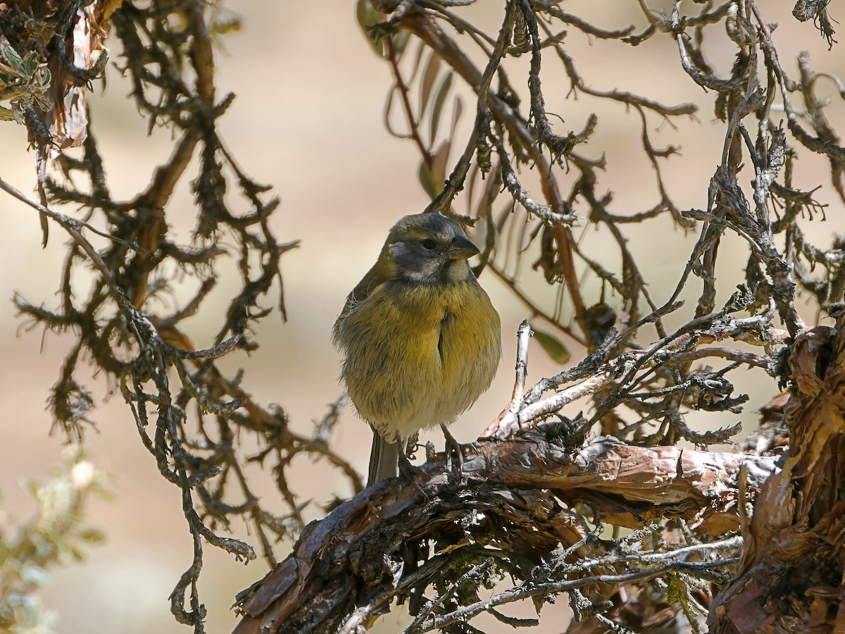 Peruvian Sierra Finch - ML620504852