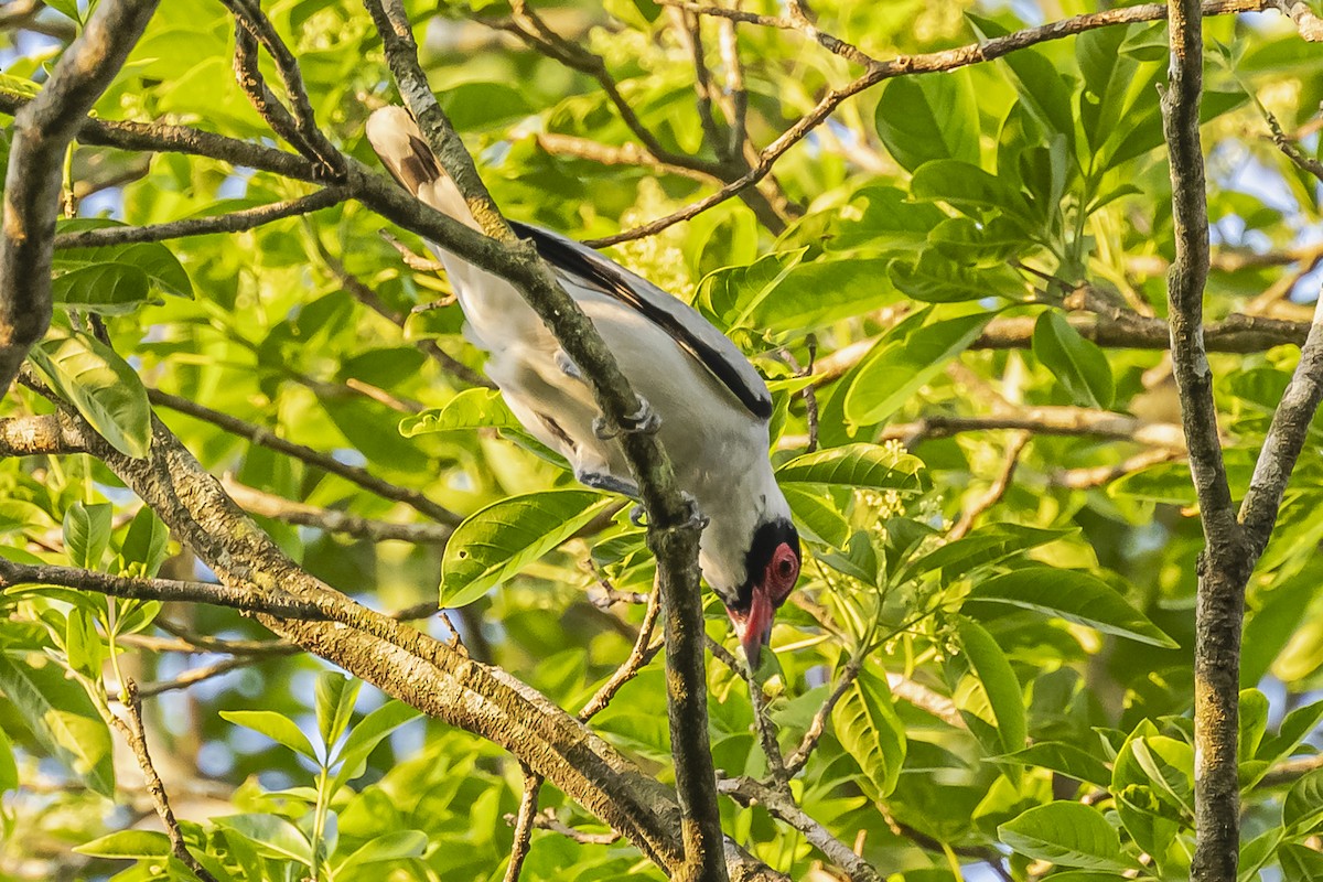 Black-tailed Tityra - ML620504866