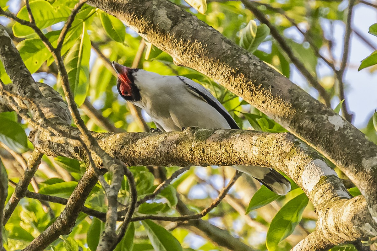 Black-tailed Tityra - ML620504867