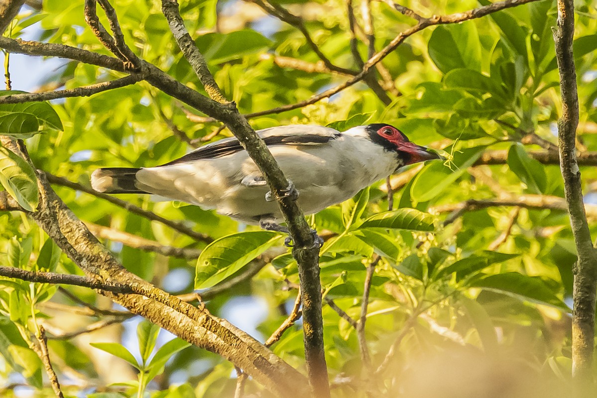 Black-tailed Tityra - ML620504869