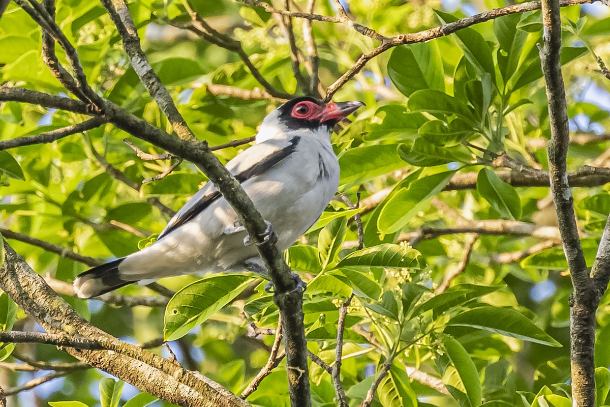 Black-tailed Tityra - ML620504870